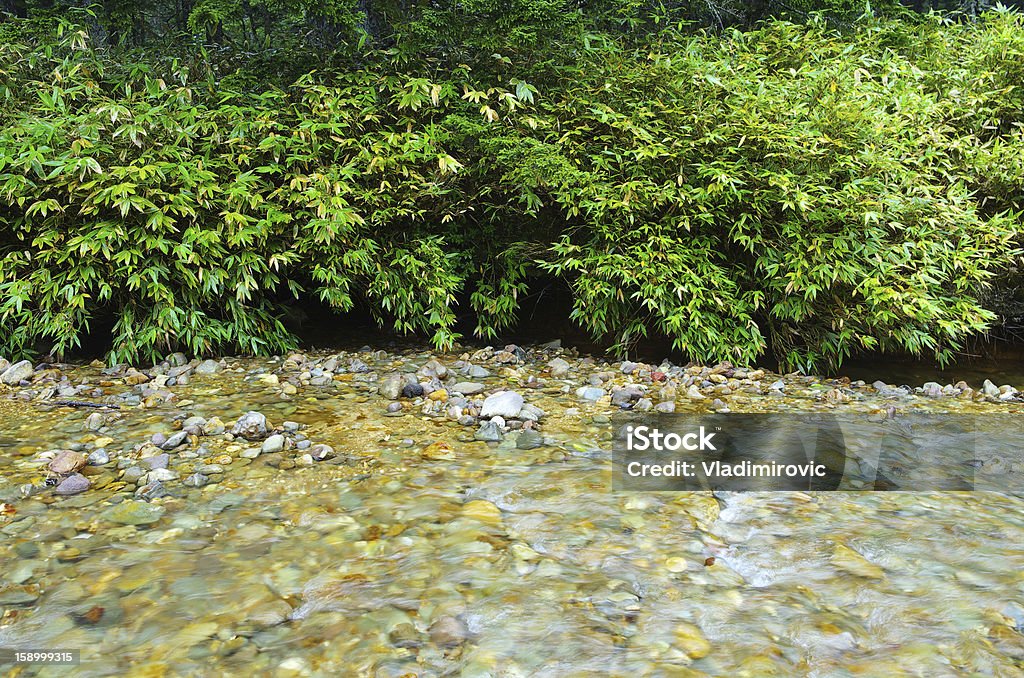 River Bambus - Lizenzfrei Bach Stock-Foto