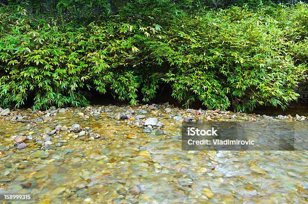 Foto de Rio Bambu e mais fotos de stock de Arbusto - Arbusto, Bambu, Beleza natural - Natureza
