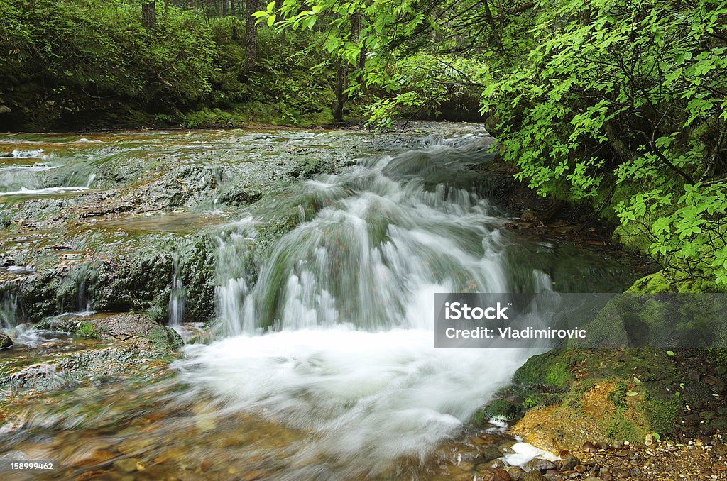 Fluxo em cascata - Foto de stock de Arbusto royalty-free