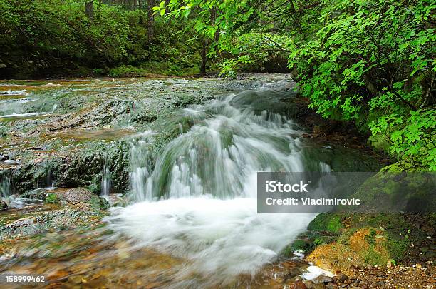 Foto de Fluxo Em Cascata e mais fotos de stock de Arbusto - Arbusto, Beleza natural - Natureza, Bosque - Floresta