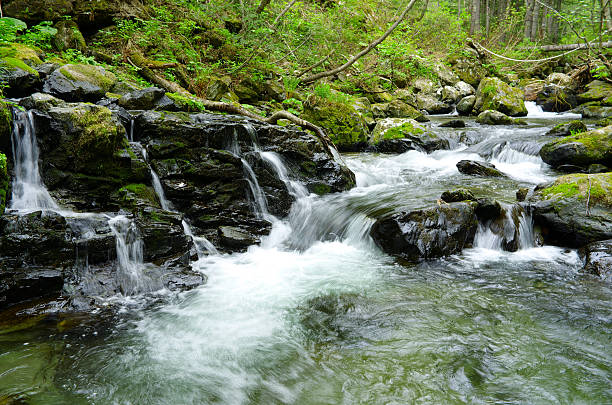 Stream rocks Stones brook flows through lush forest plants.  Long exposure. Sakhalin spring flowing water stock pictures, royalty-free photos & images