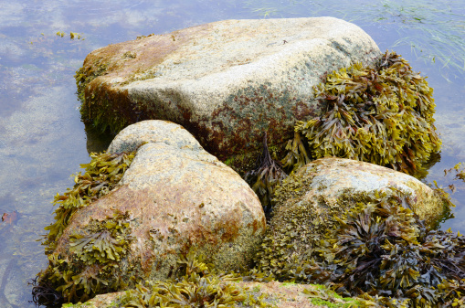 Rough stone and seaweed in water, close. Sea background.