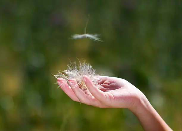 Gentle breeze blows dandelion seeds out of little boy's hand.
