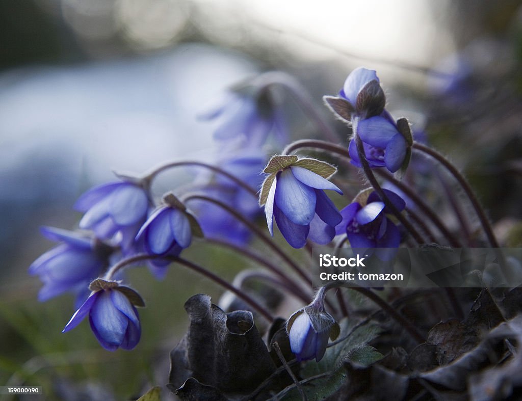 Bluebells Bluebells in the spring Blue Stock Photo