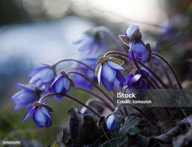 Bluebells Stock Photo - Download Image Now - Blue, Bluebell, Flower