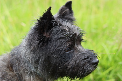 Portrait of a cairn terrier in a green field