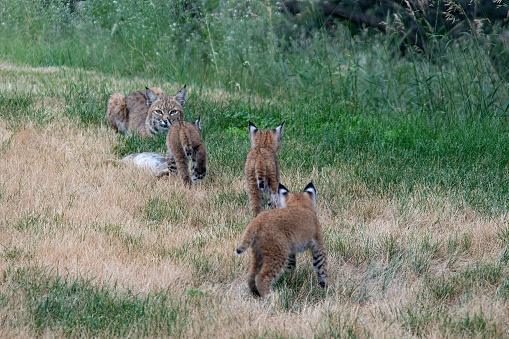Beautiful colorful Bobcat female (also known as red lynx) and baby kittens with caught rabbit in pine tree looking up near Colorado Springs, Colorado in western USA of North America