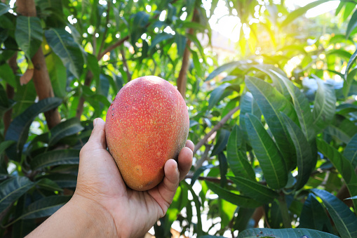 The red mango on the tree in the garden, home garden in the summer season.