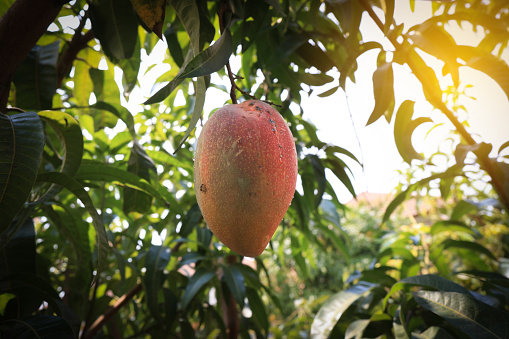 Agriculture harvest mango, summer fruit in Thailand.