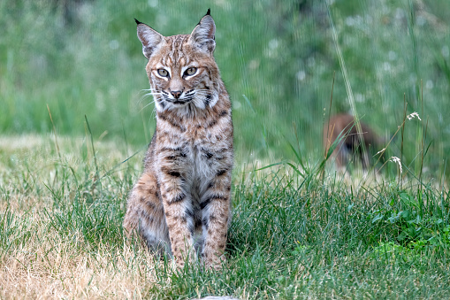 Eurasian lynx cub hidden in high yellow grass with snow. Cold winter season. Freezy weather.