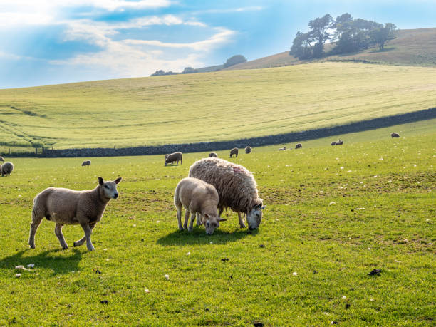 istock Sheeps grazing near St Abbs Head, Scotland 1590026388