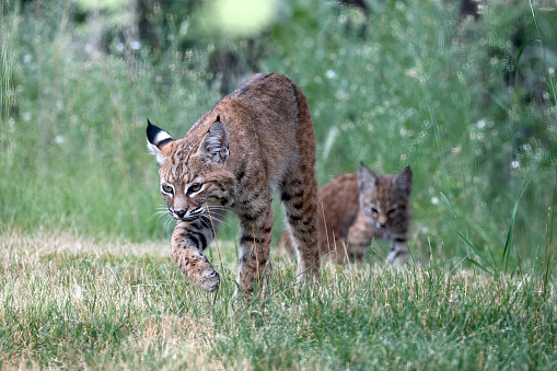 Beautiful colorful Bobcat female (also known as red lynx) walking in direction of camera near Colorado Springs, Colorado in western USA of North America