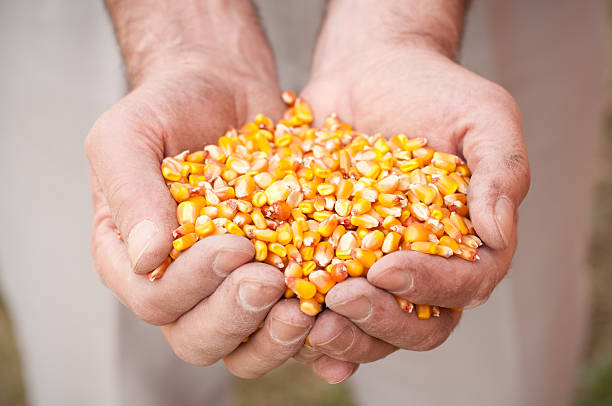 istock Handful of Corn for Planting Close Up 159003595