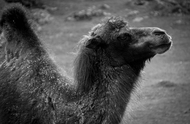 istock Close-up of a camel on field 1590037024