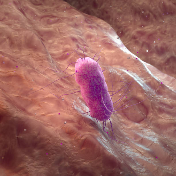 istock Microscopic image (3D) of a bacterium attacked by antibiotics. 1590046058