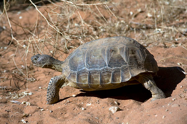 testuggine del deserto - desert tortoise foto e immagini stock