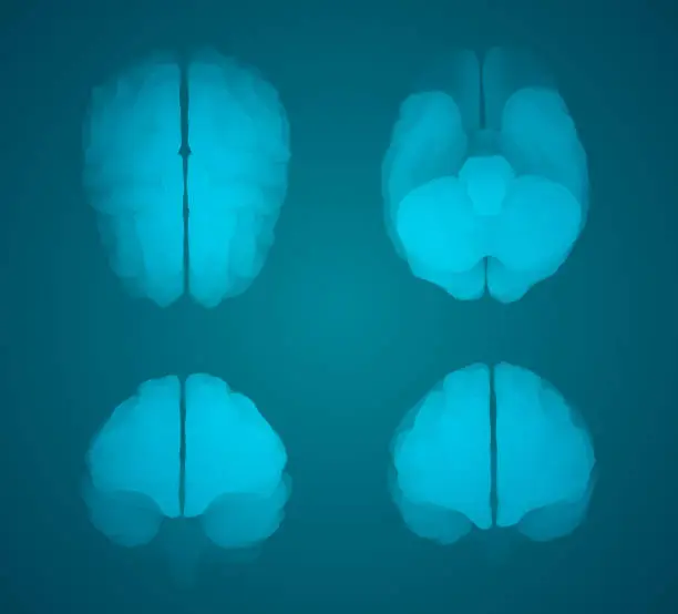 Vector illustration of set three-dimensional vector cyber brain.