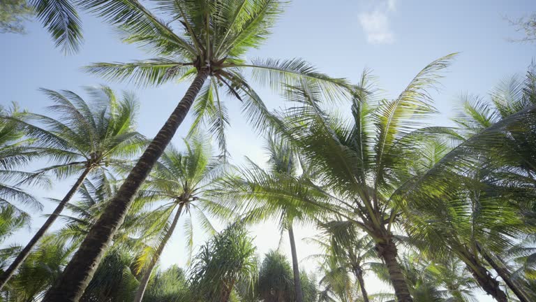 Coconut trees bottom view. Low angle shot Green palm trees blue sky background. no people