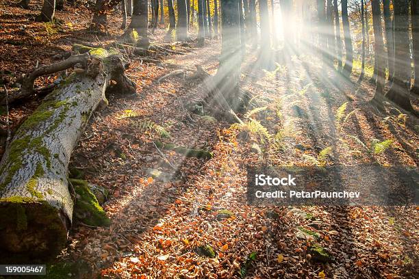 Enchanted Forest Stock Photo - Download Image Now - Autumn, Beauty In Nature, Bright