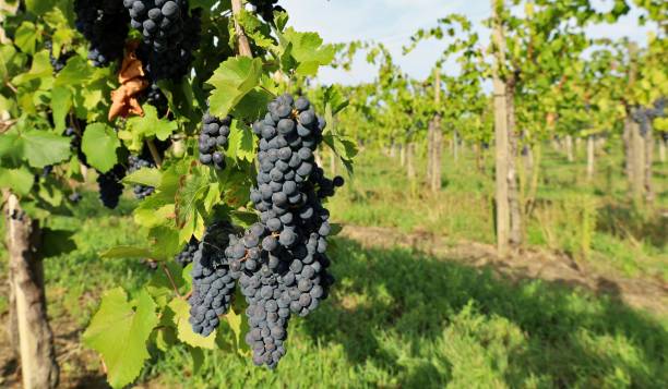 istock Pinot noir grapes hanging on vine just before the harvest 1590055335