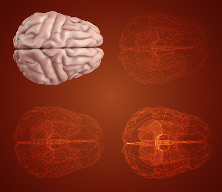 human brain. Vector set in different styles. mesh