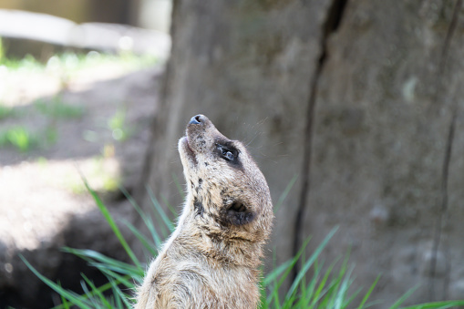 A macro shot of a cute meerkat with large eyes outdoors during daylight