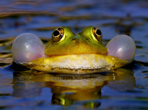 Amphibians portraits: toads and frogs studio shots. Green frog, Rana lessonae, rana esculenta, or Rana ridibunda, Phelophylax