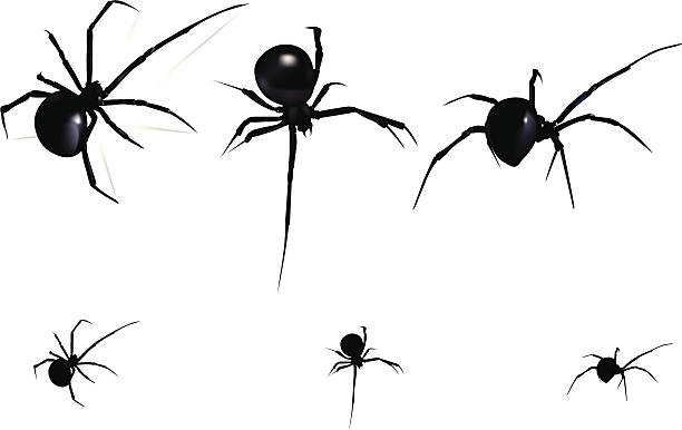 schwarze witwe spider - spider stock-grafiken, -clipart, -cartoons und -symbole