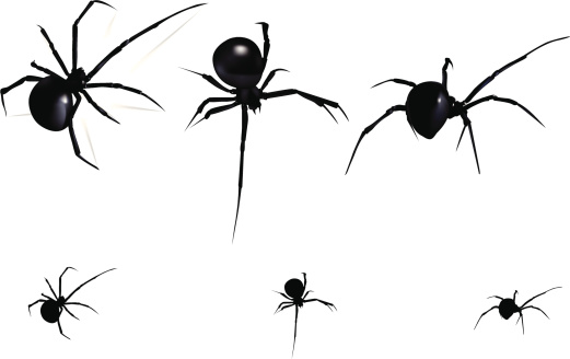Vector, black widow from different angles. Little ones with no mesh.
