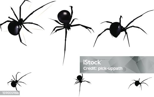 istock Black Widow Spider 159005986