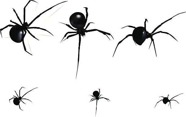 Vector illustration of Black Widow Spider
