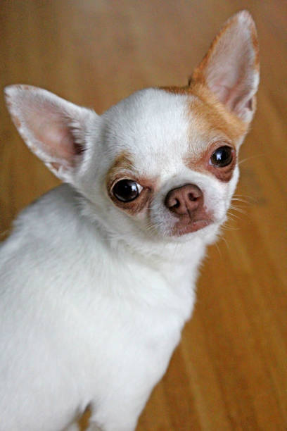 istock A cute little chihuahua 1590064865