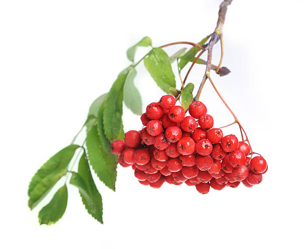 istock Bunch of red rowan 159006652
