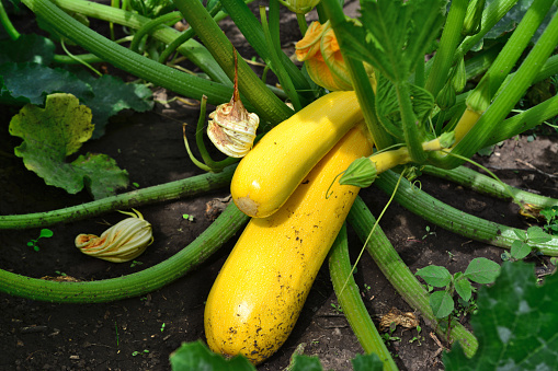 long yellow zucchini on the gound in the garden isolated close up