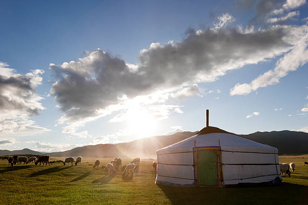 Dawn in a Ger. Mongolia The sun rises in the Orkhon Valley while lambs graze freely mongolian ethnicity stock pictures, royalty-free photos & images