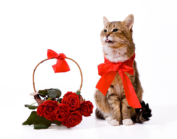 Greeting cart with cat stock photo