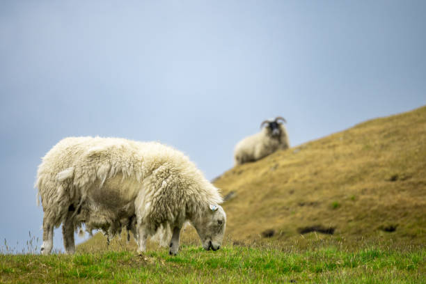 istock Sheep Grazing on Isle of Skye, Scotland 1590084599