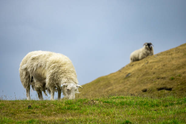 Free Stock Photo of Herd of Sheep Grazing on Lush Green Hillside ...