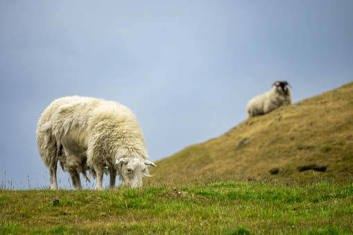 Sheep on hilly meadows in the south of Moldova, Autumn landscapes of Bessarabia