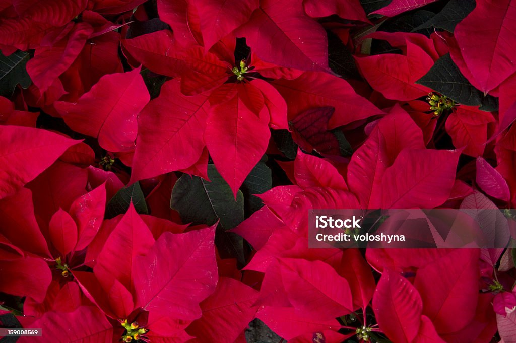 Vibrante Poinsettias vermelhas - Foto de stock de Agricultura royalty-free