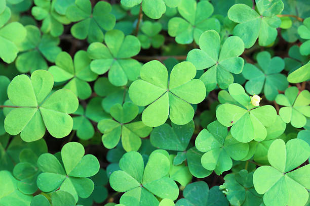 Clover This photo was shot with a Canon EOS 5D Mark III and L-series lens. oxalis acetosella flowers stock pictures, royalty-free photos & images