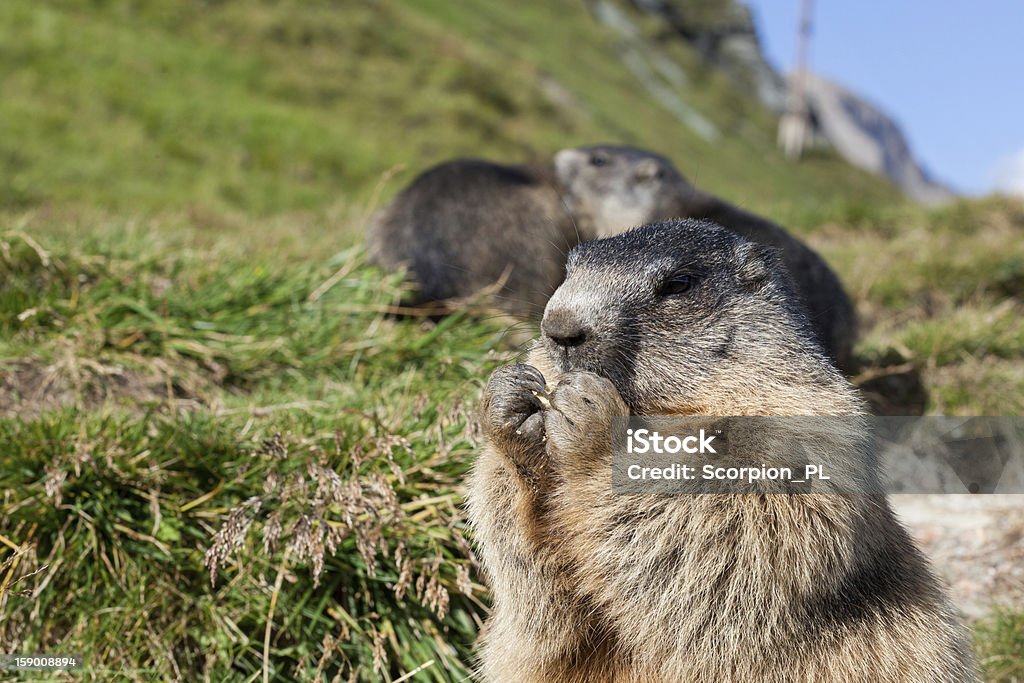 Marmota dos - Foto de stock de Assobiar royalty-free