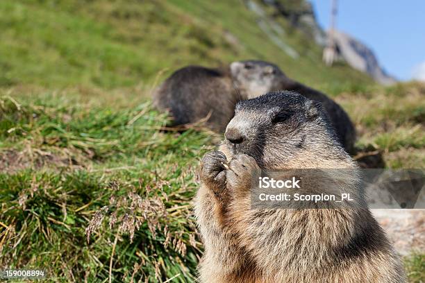 Foto de Marmota Dos e mais fotos de stock de Assobiar - Assobiar, Marmota, Alpes europeus