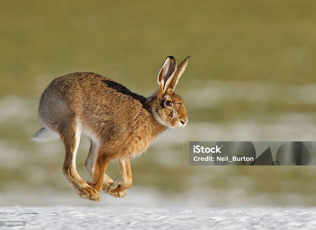 Common hare course de printemps - Photo de Lièvre libre de droits