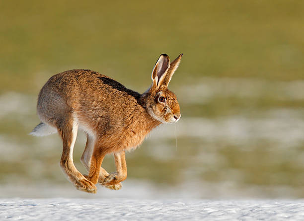 Wspólne hare biegania na wiosnę – zdjęcie