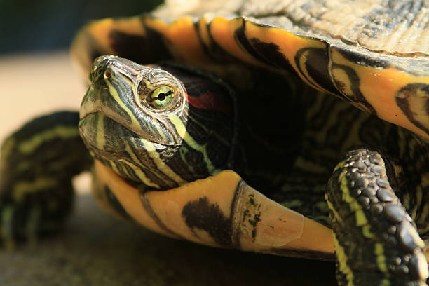 tortue du brésil - turtle photos et images de collection