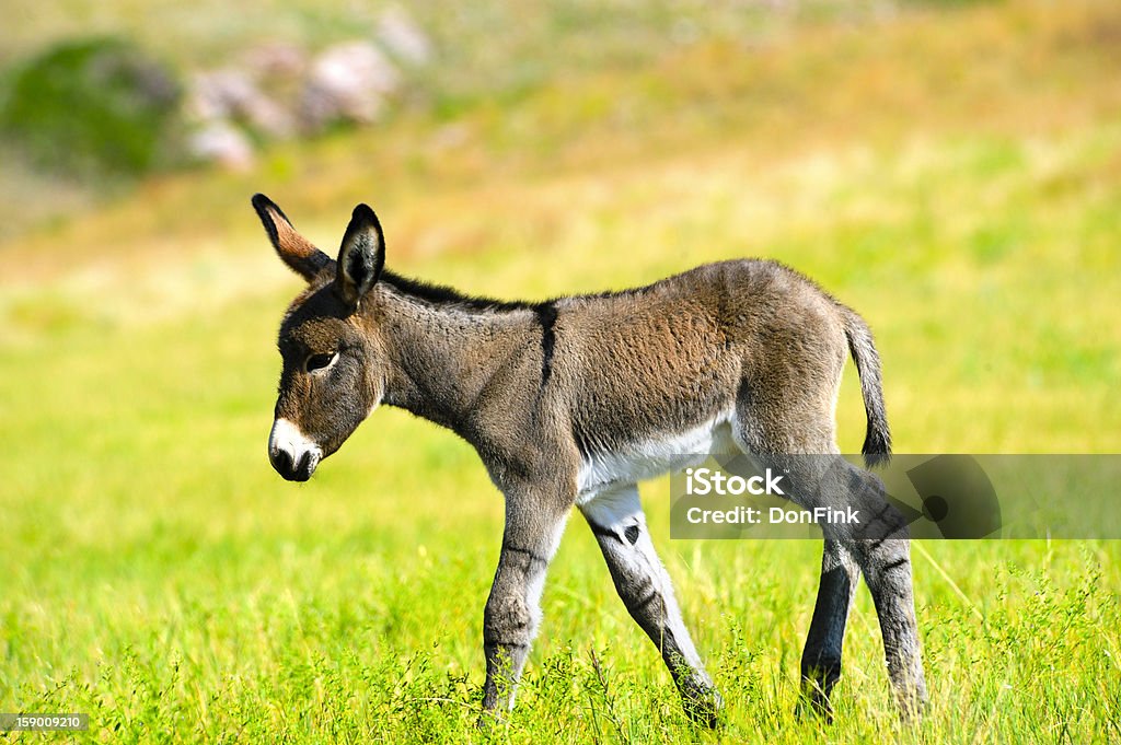 Âne bébé - Photo de Parc d'État de Custer libre de droits