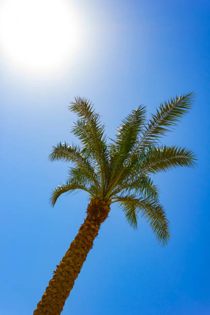 istock Palm trees on the beach 1590092564