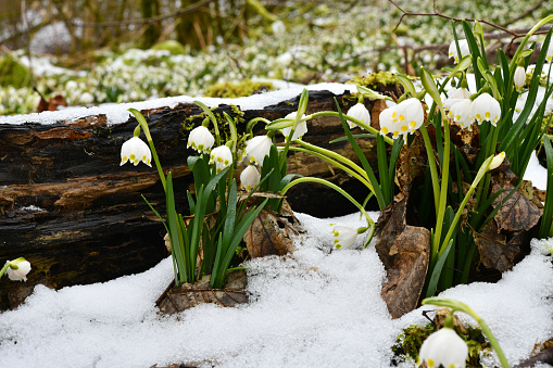 blühende Märzenbecher auf einem schneebedeckten Waldboden