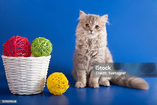 Scottish Diretamente Filhote De Gato - Fotografias de stock e mais imagens de Amarelo - Amarelo, Animal, Animal de Estimação